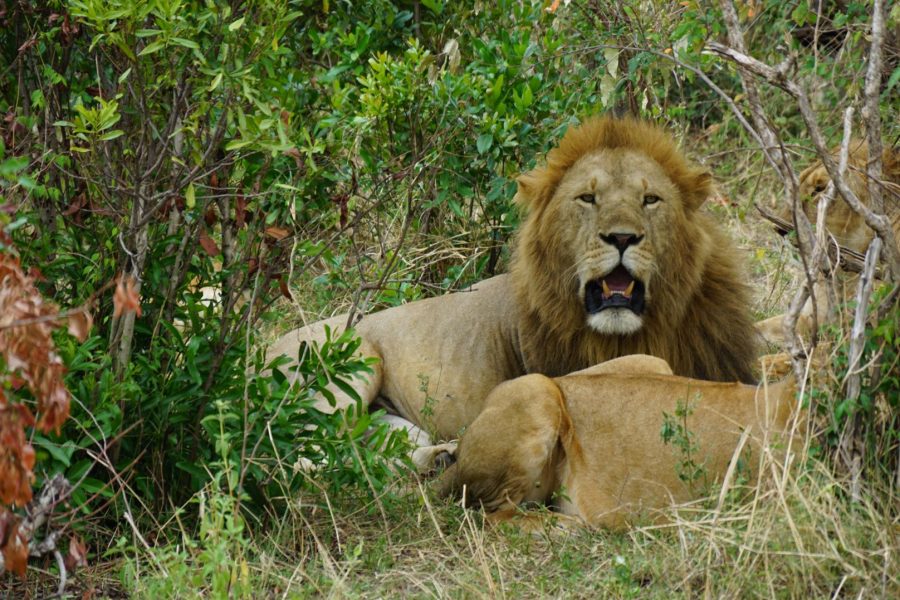 3 Days Masai Mara group joining by Landcruiser