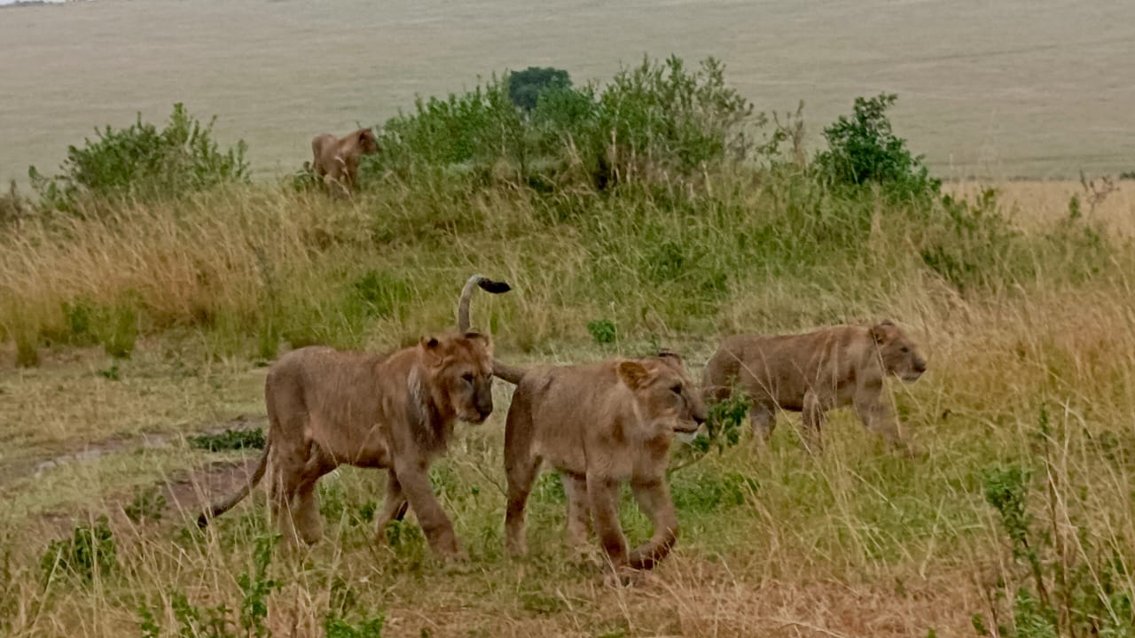 Day 1: Nairobi to Masai Mara